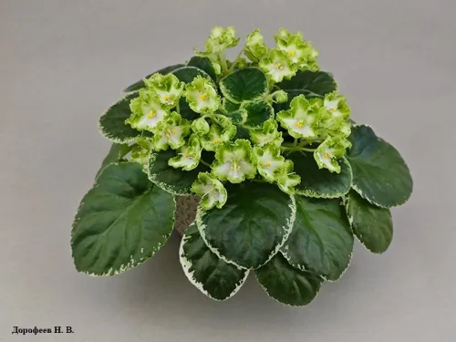 ЛЕ-Анечка
