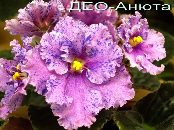 ДЕО-Анюта