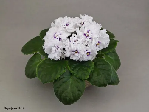 ПТ-Лариса
