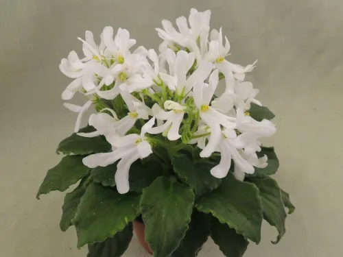 Lunar Lily White.webp