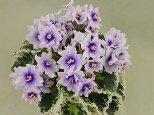 Р-Дурман.webp