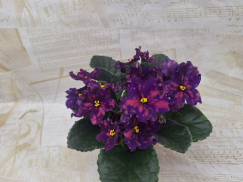 IMG_5896.jpeg