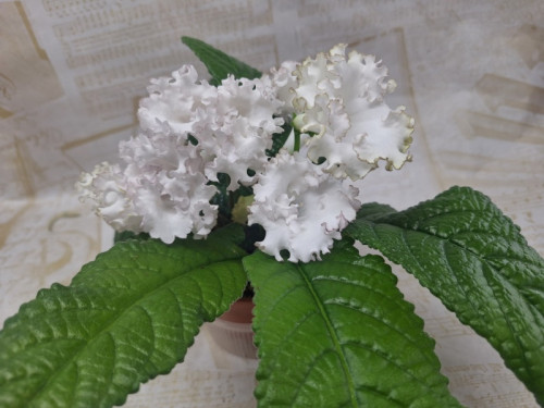 IMG_5900.jpeg