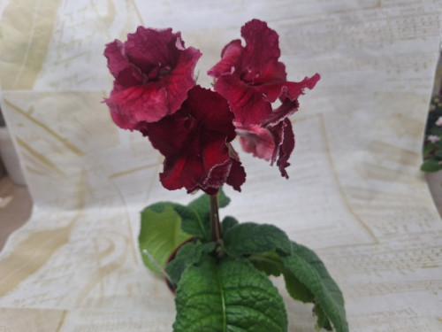 IMG_5901.jpeg