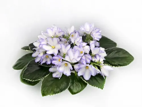 ЛЕ-Предвестник Весны