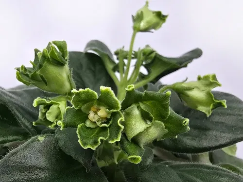 Green Bells