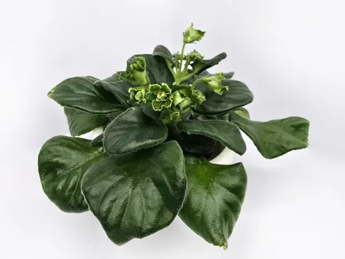 Green Bells
