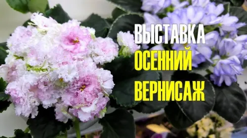 pre_cover182Е.webp