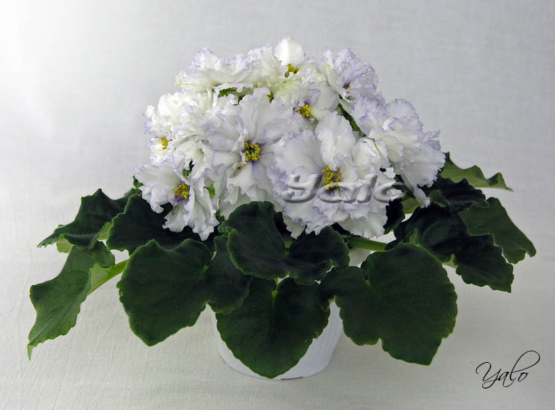 ЕК-Мороз и Солнце (нов. 2010)