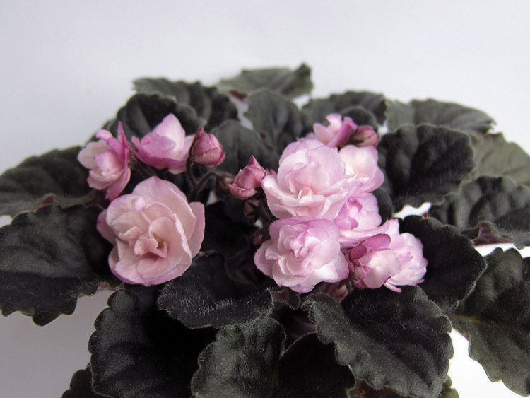 Ness'-Satin-Rose.jpg