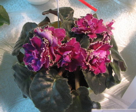 IMG_9647mm.jpg