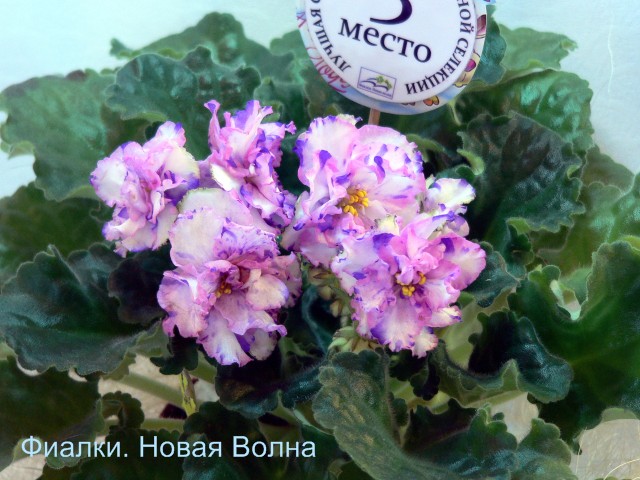 ЛЕ-Радужные Блики<br />кол. И.Купцова