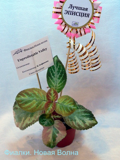 episcia.jpg