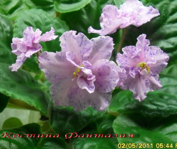 Костина Фантазия