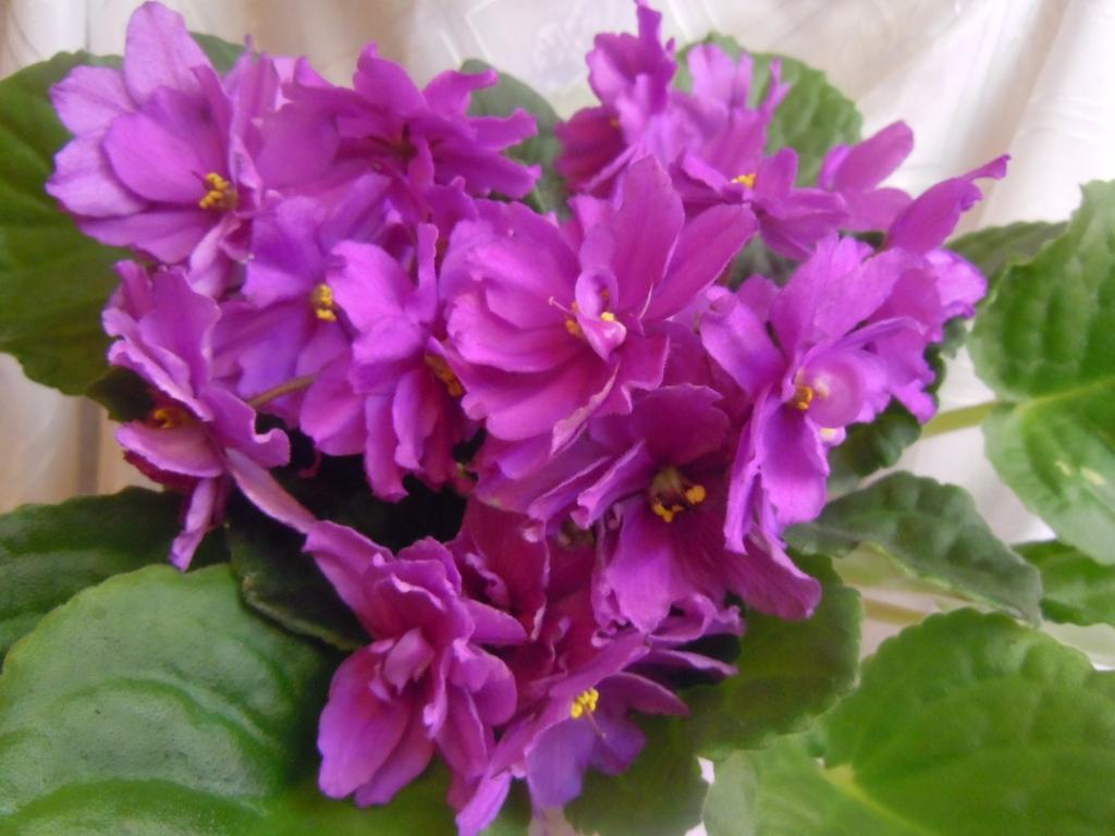 Mountain Blush(Sorano)