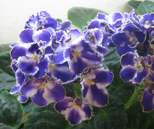ЛЕ-Есения.jpg