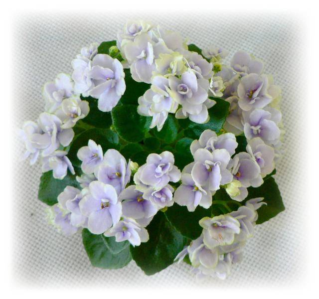 Jolly Orchid.jpg