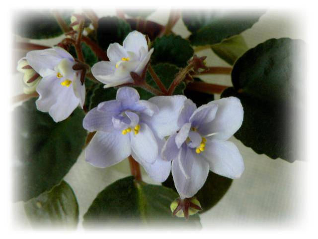Allegro Chicory Charm.jpg