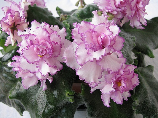 Анчар-4 [600х400].jpg