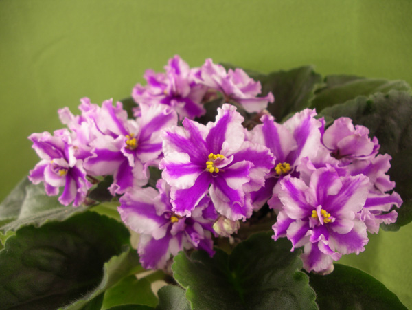 Suncoast Peppermint Kathy (S.Williams).jpg
