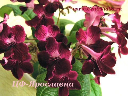 ЦФ-Ярославна.jpg