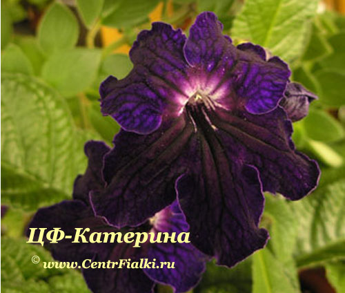 ЦФ-Катерина.jpg