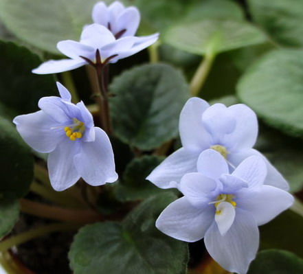 Allegro Chicory Charm.jpg