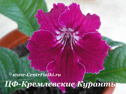 ЦФ-Кремлевские Куранты.jpg
