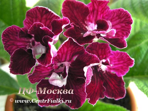 ЦФ-Москва.jpg