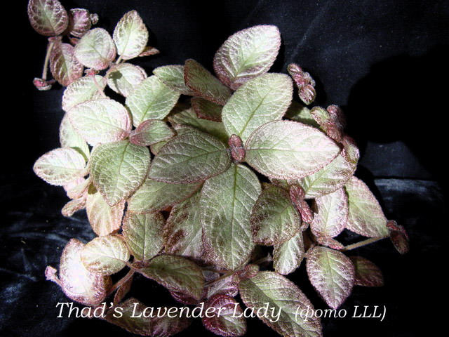 Thad's Lavender Lady