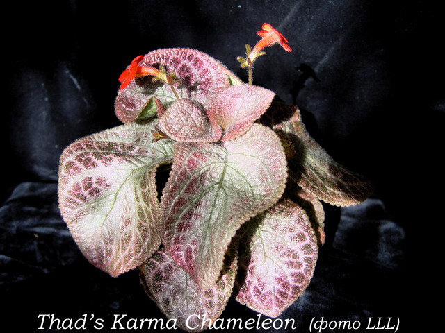 Thad’s Karma Chameleon