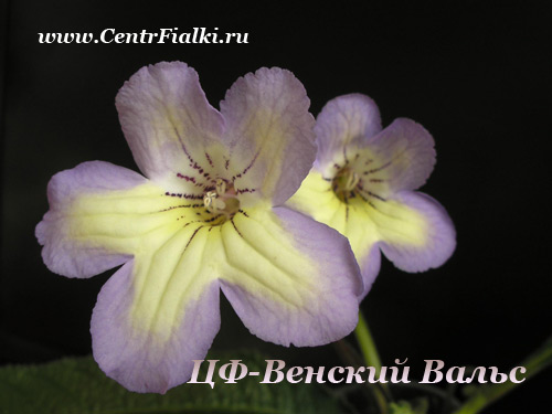 ЦФ-Венский-Вальс.jpg