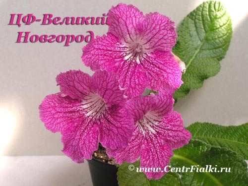 ЦФ-Великий-Новгород.jpg