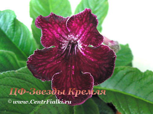 ЦФ-Звезды-Кремля.jpg