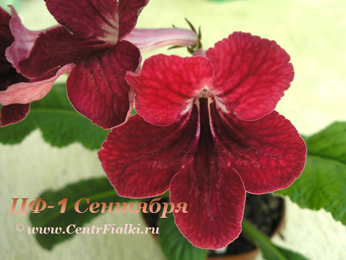 ЦФ-1-Сентября.jpg