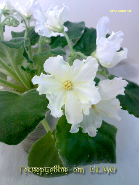 Сеянец AA001054