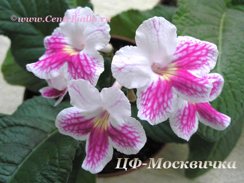 ЦФ-Москвичка.jpg