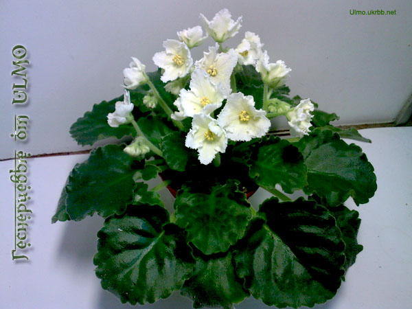 Сеянец AA001120