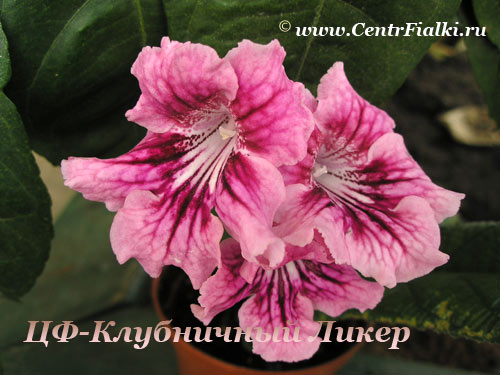 ЦФ-Клубничный-Ликер.jpg