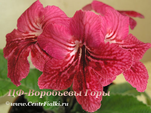 ЦФ-Воробьевы-Горы.jpg