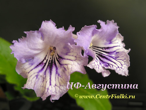 ЦФ-Августина.jpg