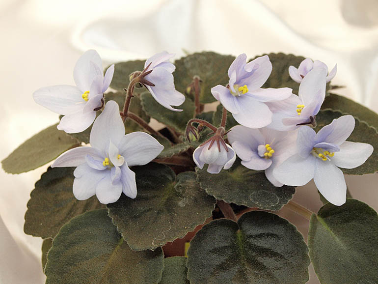 Allegro Chicory Charm .jpg