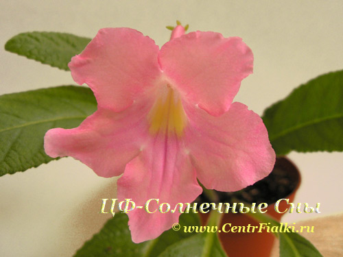 ЦФ-Солнечные-Сны.jpg