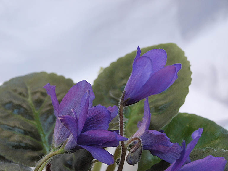 Senk's Big Bells.jpg