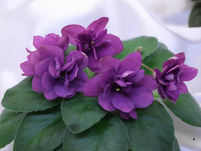 Orchard's Purple Haze спорт.jpg