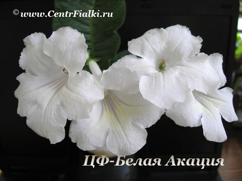 ЦФ-Белая-Акация.jpg