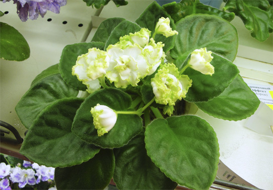 Парниковый Эффект (Л.Галицкая)