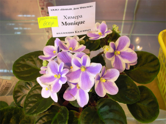 Химера Monique (Калгины)