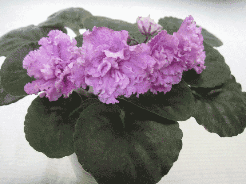 Фиалки-138.gif
