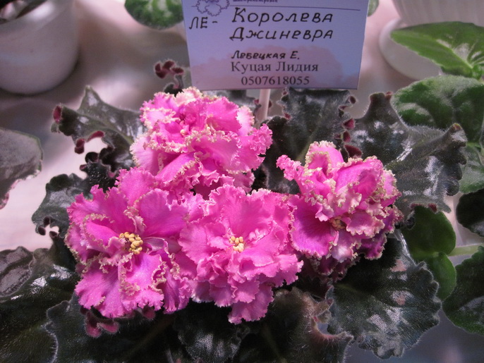 017мм.jpg